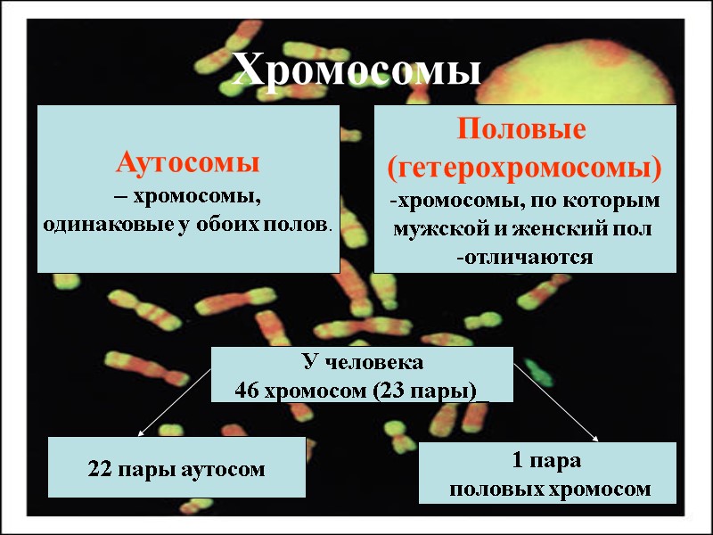 Хромосомы Аутосомы  – хромосомы,  одинаковые у обоих полов. Половые  (гетерохромосомы) хромосомы,